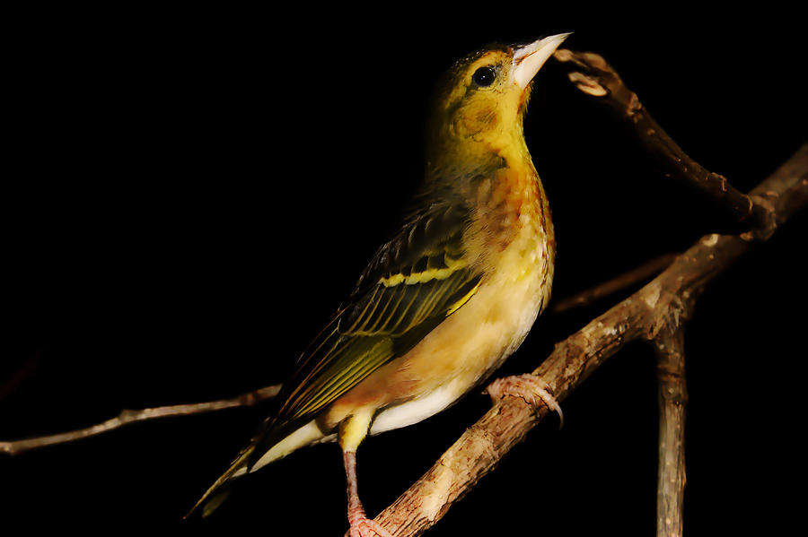Finch Photograph - Tweety Bird by Martin Newman