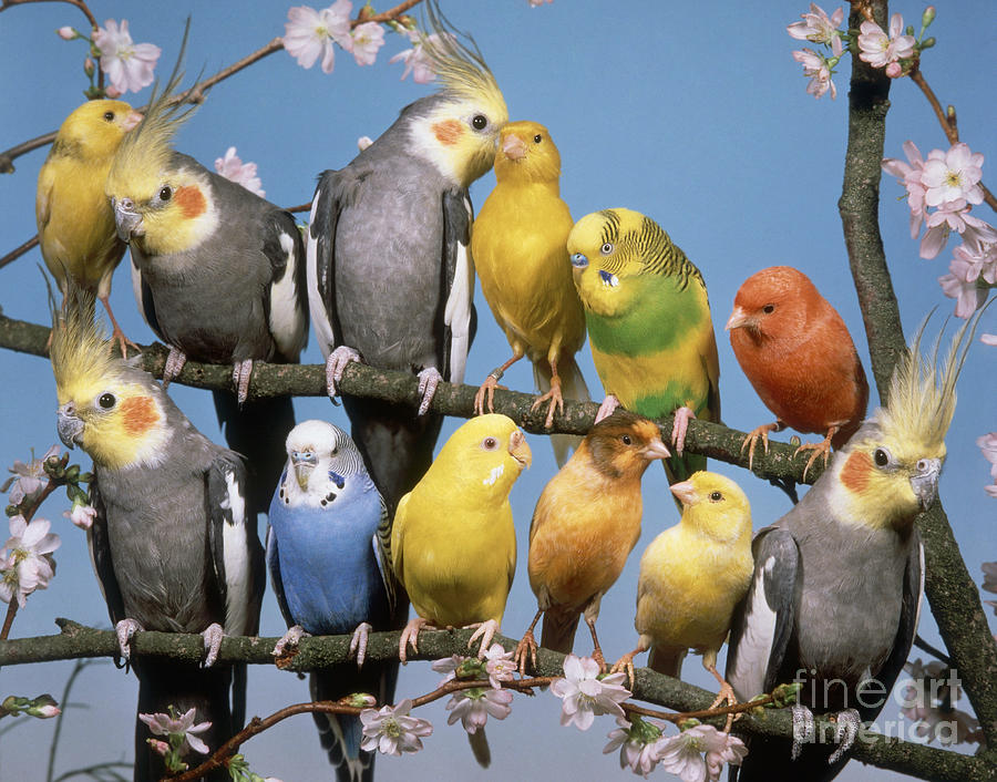Twelve Birds Photograph by Hans Reinhard