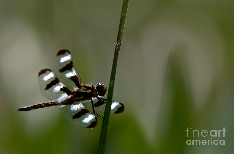 Twelve Spotted Skimmer Photograph by Cheryl Baxter