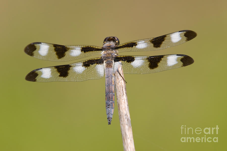 Animal Photograph - Twelve-spotted Skimmer Dragonfly I by Clarence Holmes