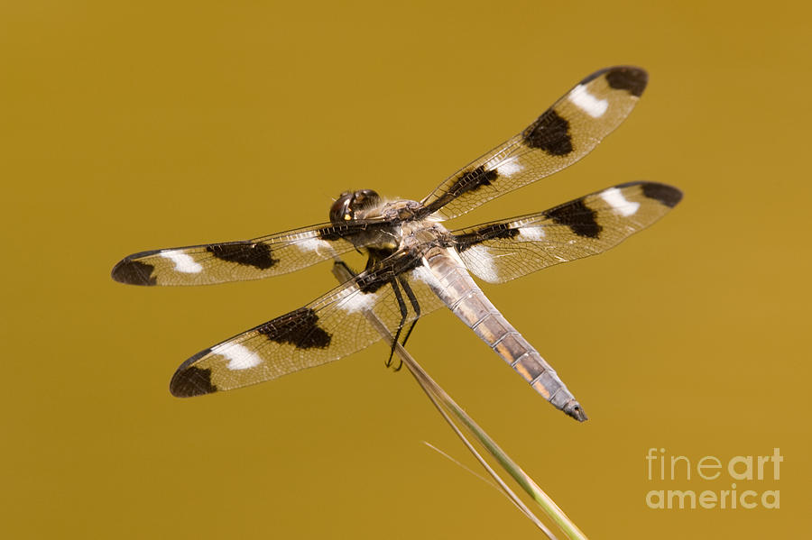 Animal Photograph - Twelve-spotted Skimmer Dragonfly II by Clarence Holmes