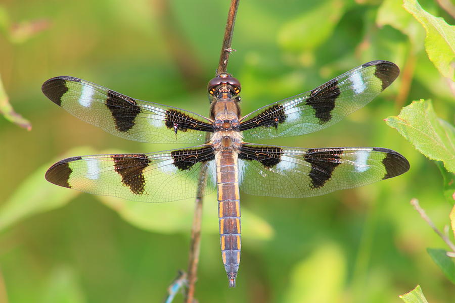 Twelve Spotted Skimmer Dragonfly Photograph by John Burk