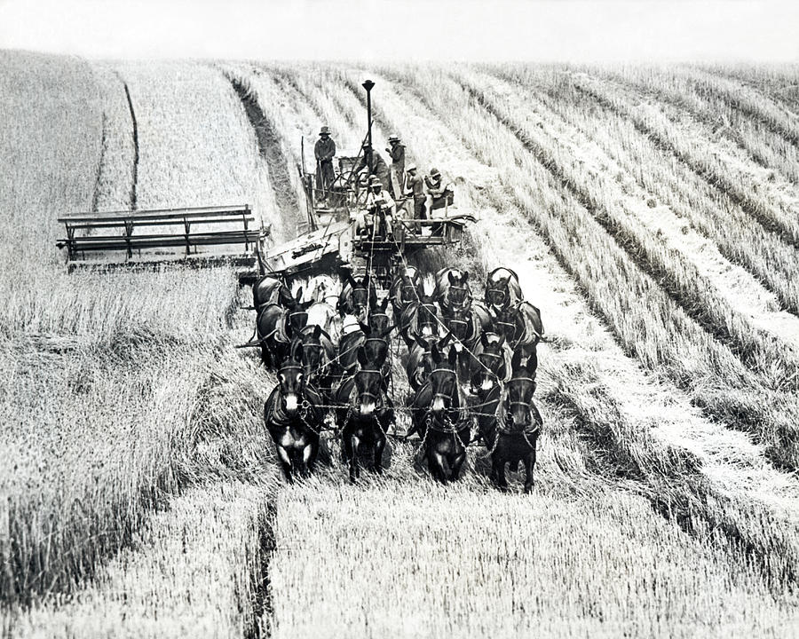 Twenty Mule Combine Harvester Photograph by Underwood Archives