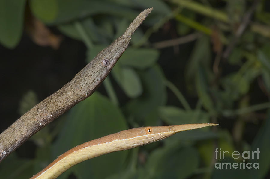 Twig Mimic Snakes Photograph by Greg Dimijian