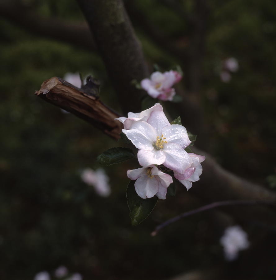 Twig Of A Flowering Apple Tree Photograph