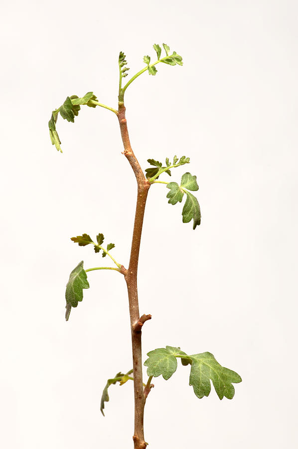 Twig. Photograph by Rob Huntley