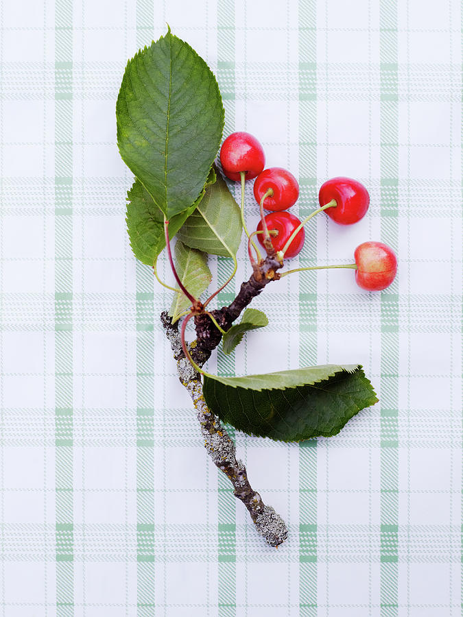 Twig With Leaves And Cherries Photograph by Johner Images