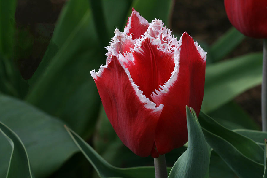 Tulip Photograph - Twiggy by Doug Norkum