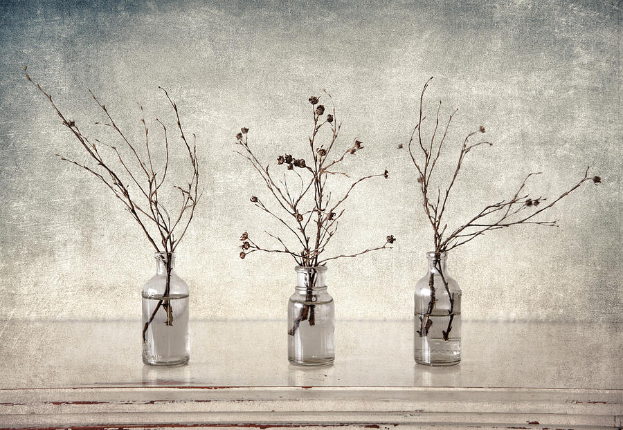 Twigs in Bottles Photograph by Carol Leigh