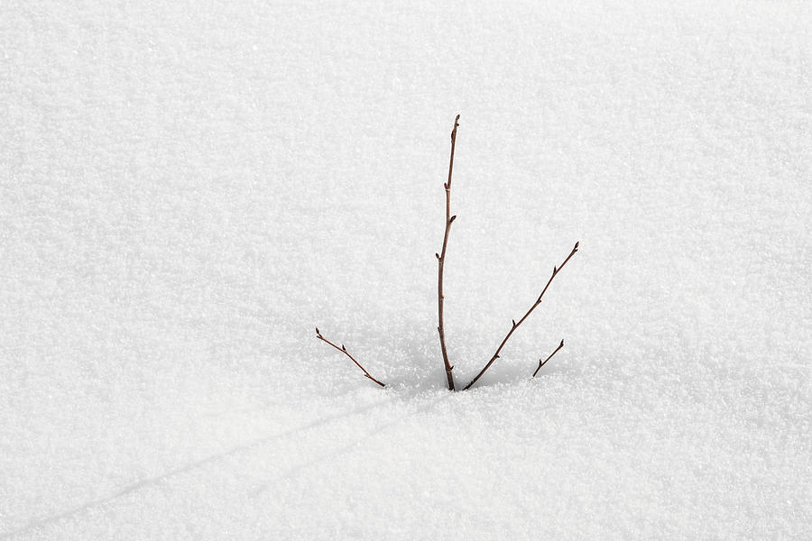 Twigs in the snow - minimalist winter image Photograph by Matthias Hauser