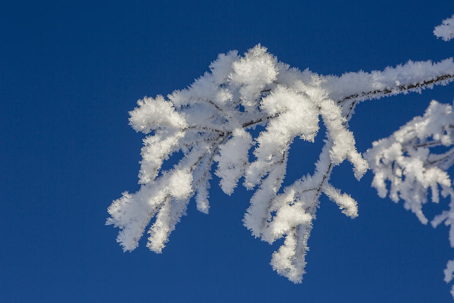 Winter Photograph - Twigs in White by Tim Grams