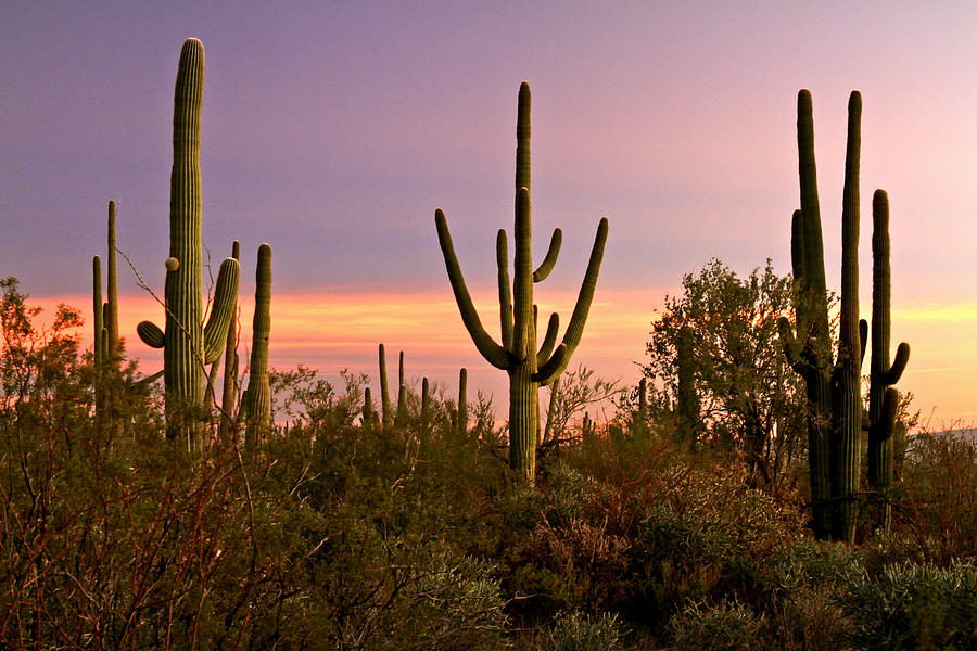 Sonoran Twilight  Photograph by Ed Riche