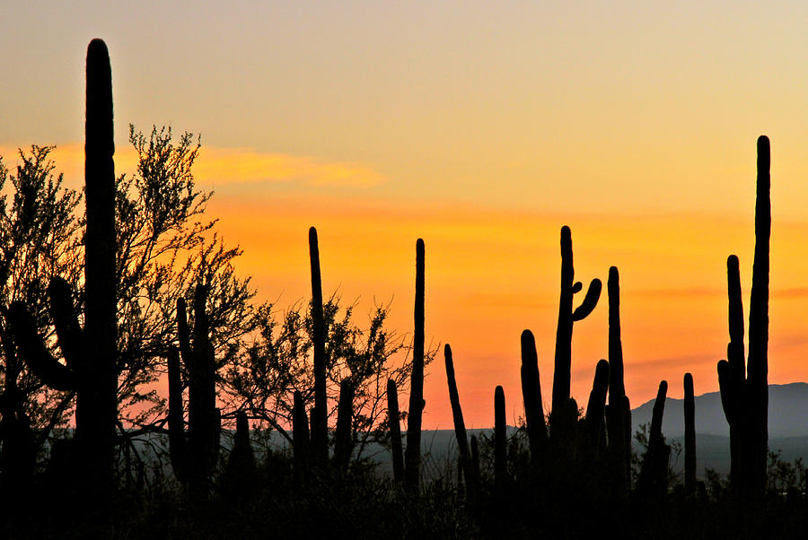 Twilight After Sunset Sonoran Desert Photograph by Ed Riche