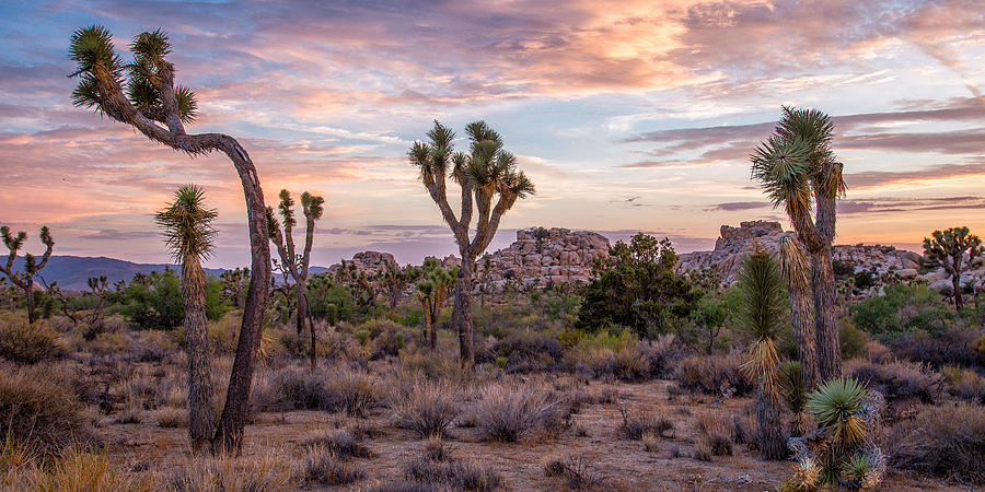 Twilight comes to Joshua Tree Photograph by Peter Tellone
