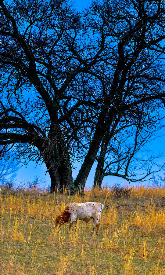Twilight Cow Photograph by Brian Stevens