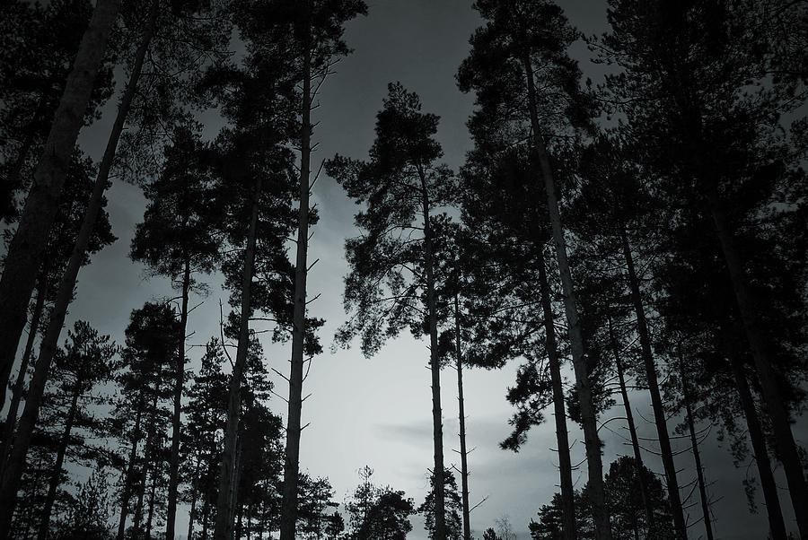 Twilight Forest Photograph by Terence Davis