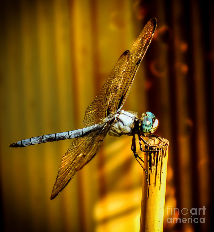 Insects Photograph - Twilight by Karen Wiles