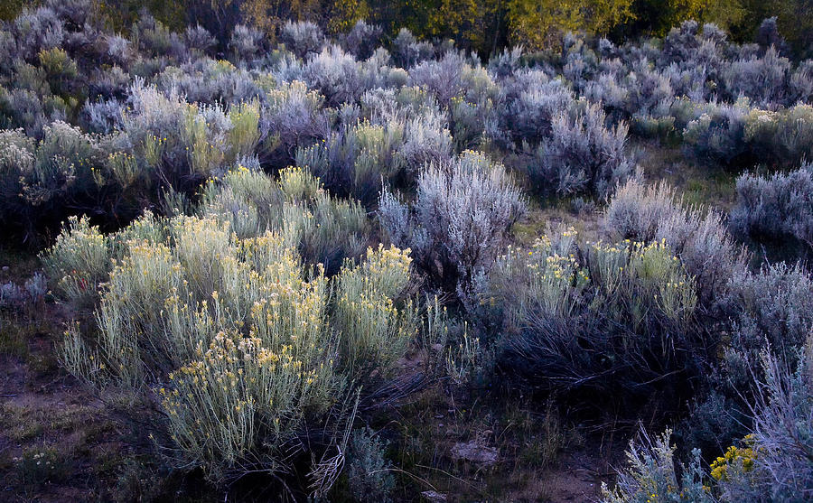 Twilight Sage Photograph by Morris McClung