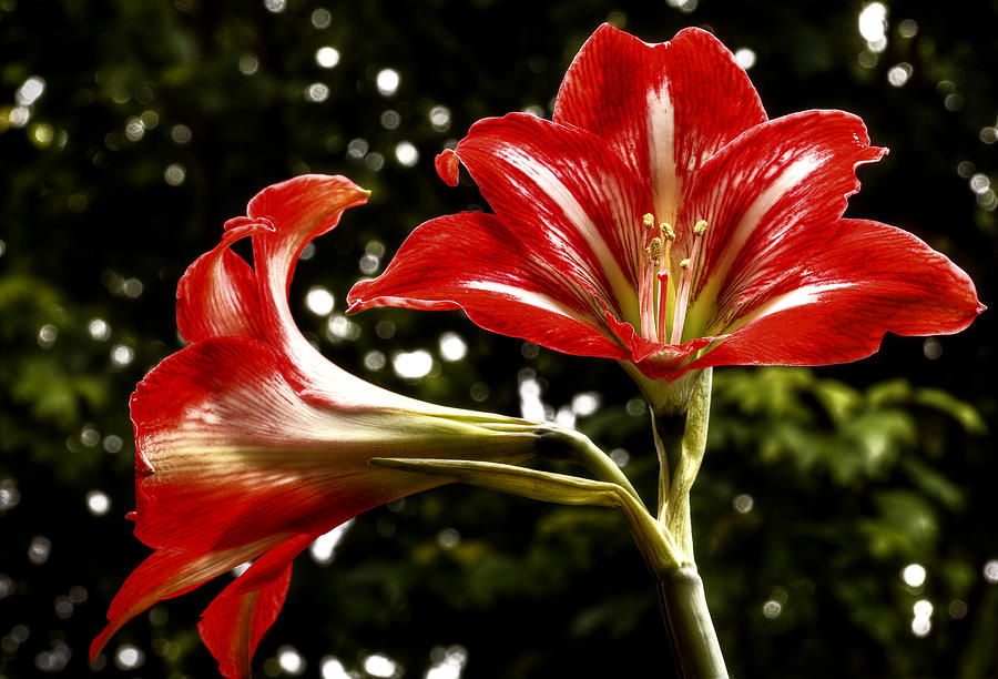 Twin Amaryllis Photograph by Dave Bosse
