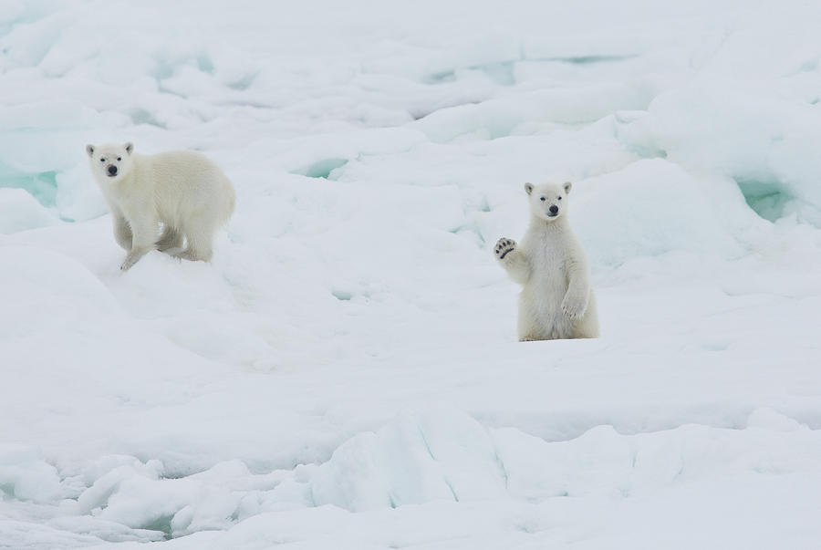 Twin Baby Polar Bear Cubs, One Waving Photograph by Darrell Gulin