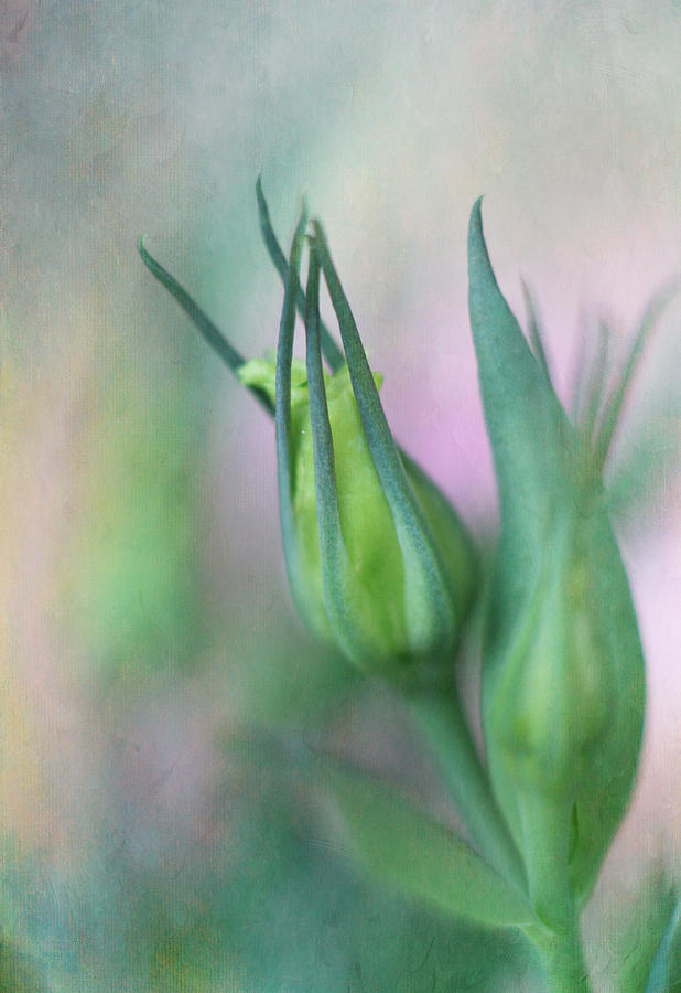 Nature Photograph - Twin Buds by David and Carol Kelly