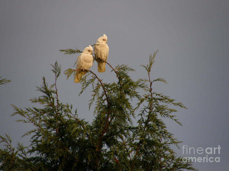 Twin Cockatoos Photograph by Bev Conover