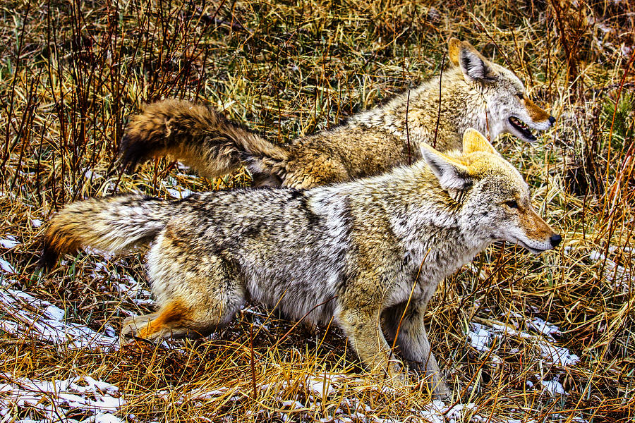 Twin Coyotes Photograph by Juli Ellen