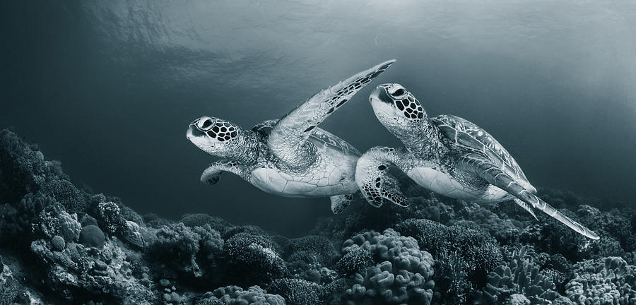 Turtle Photograph - Twin Dance by Andrey Narchuk