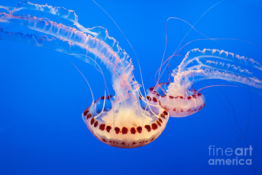 Fish Photograph - Twin Dancers - Large colorful jellyfish Atlantic Sea Nettle Chrysaora quinquecirrha  by Jamie Pham