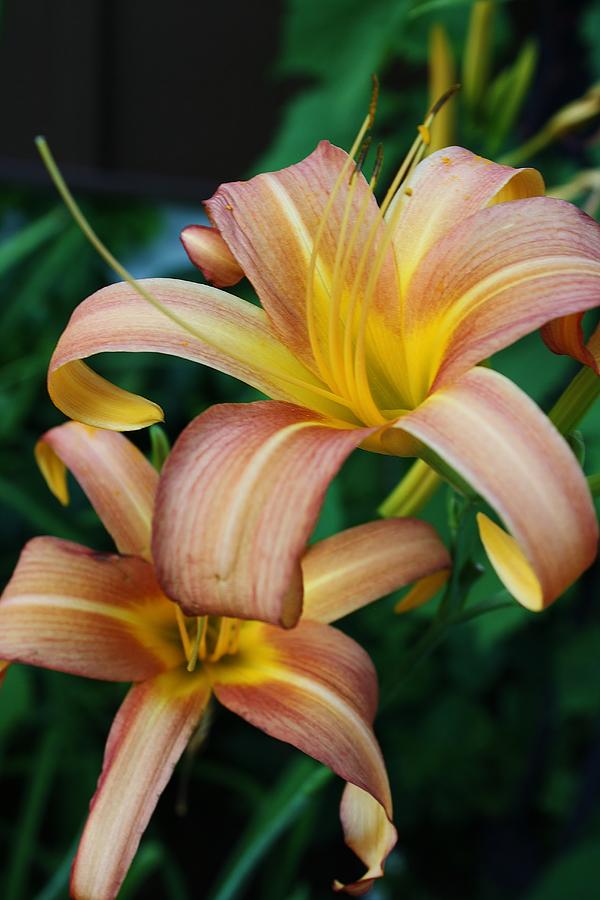 Twin Daylilies Photograph by Bruce Bley