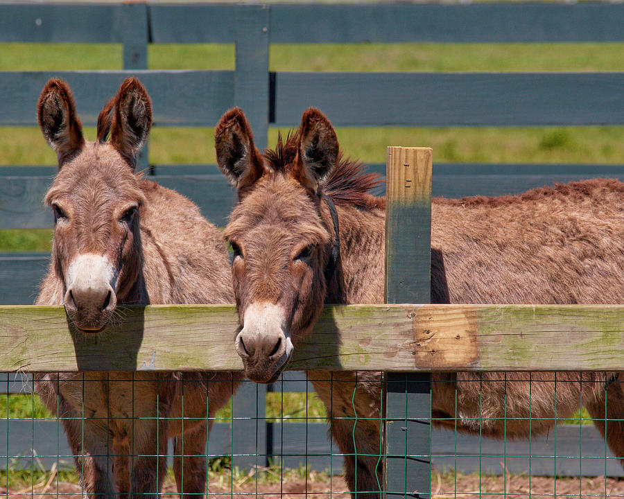 Brown Photograph - Twin Donkeys by Mary Almond