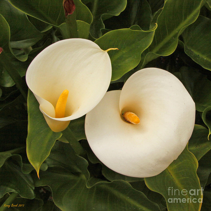 Twin Easter Sunday Lillies Photograph by Kenny Bosak