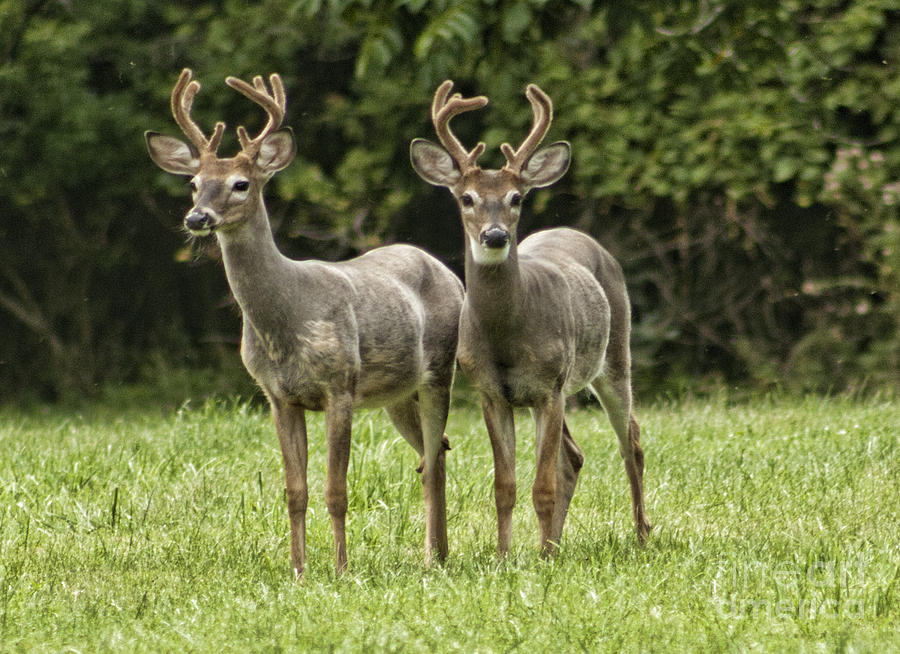 Twin Eight Point Bucks Photograph by Jim Lepard
