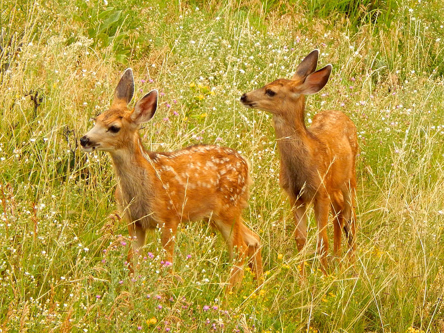 Twin Fawns Photograph by Dan Miller