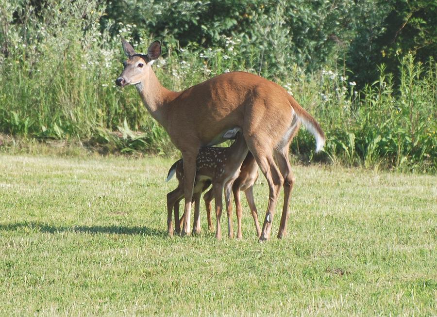 Twin Fawns Nursing Photograph by Amy Porter