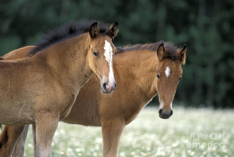 Twin Foals Photograph by Rolf Kopfle