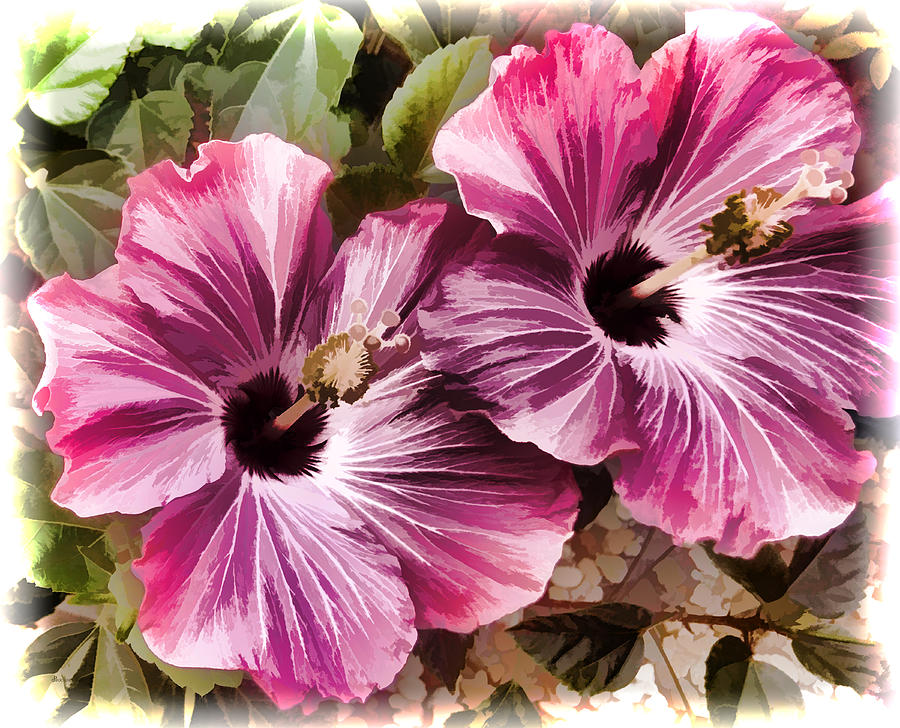 Twin Hibiscus Photograph by Donna Proctor