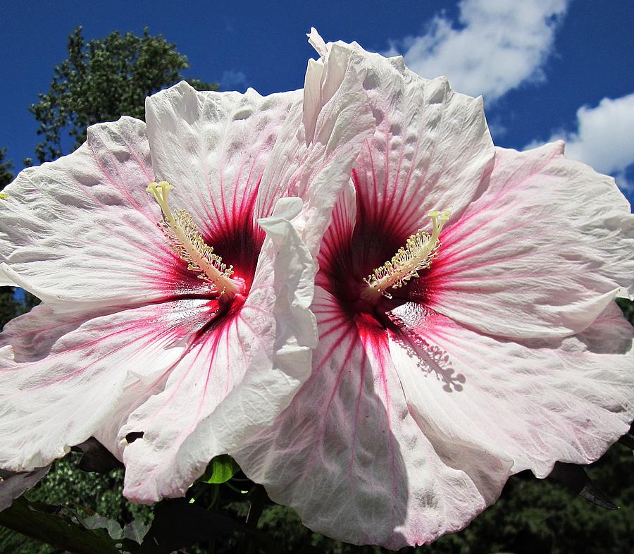 Twin Hibiscus Flowers Photograph by MTBobbins Photography