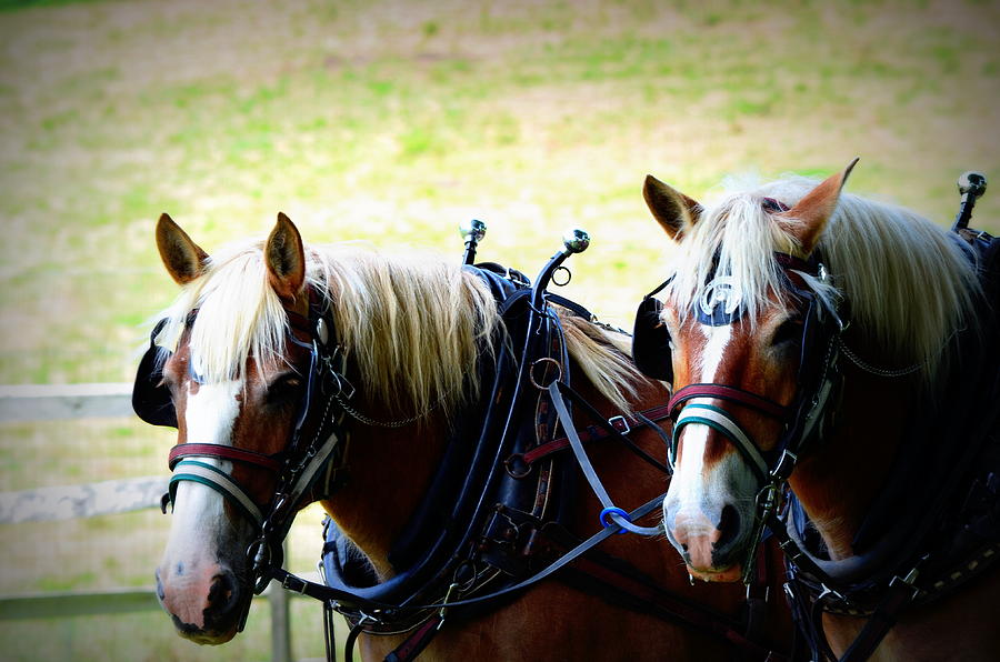 Twin Horses Photograph by Cathy Shiflett