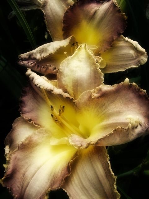 Flower Photograph - Twin Iris by Judith Butler