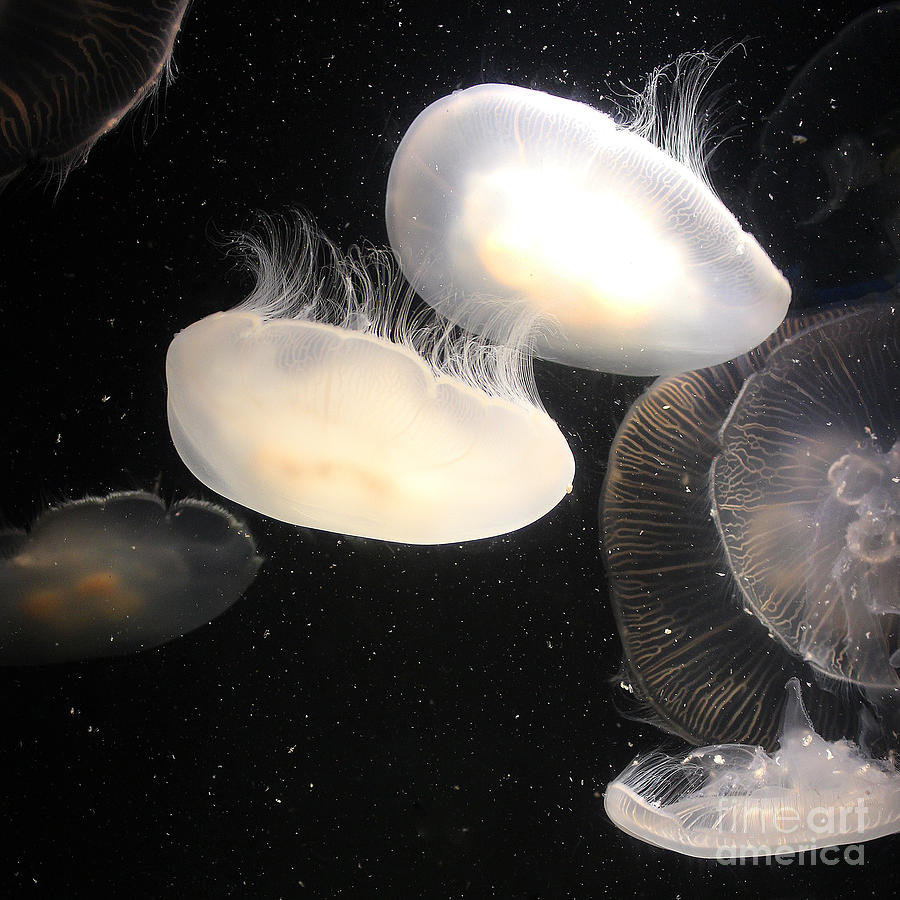 Twin Jellyfish Photograph by Cheryl Del Toro