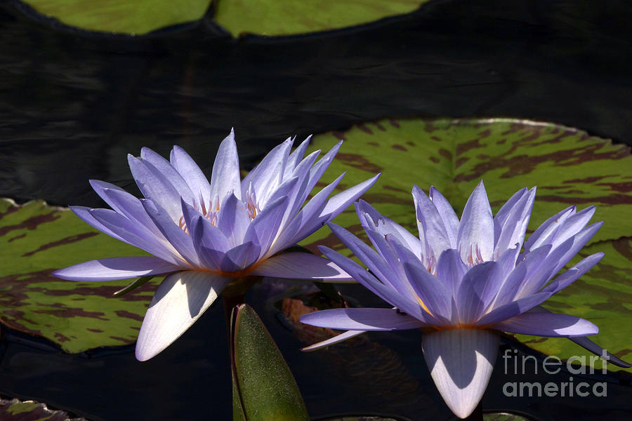 Twin Lavender Tropical Waterlilies Photograph by Byron Varvarigos