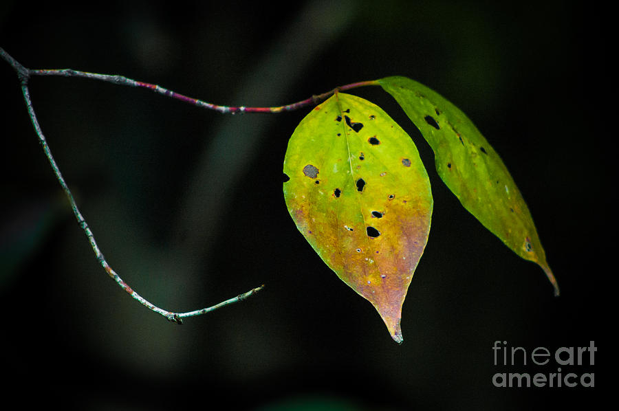Twin Leaves Photograph by Michael Arend