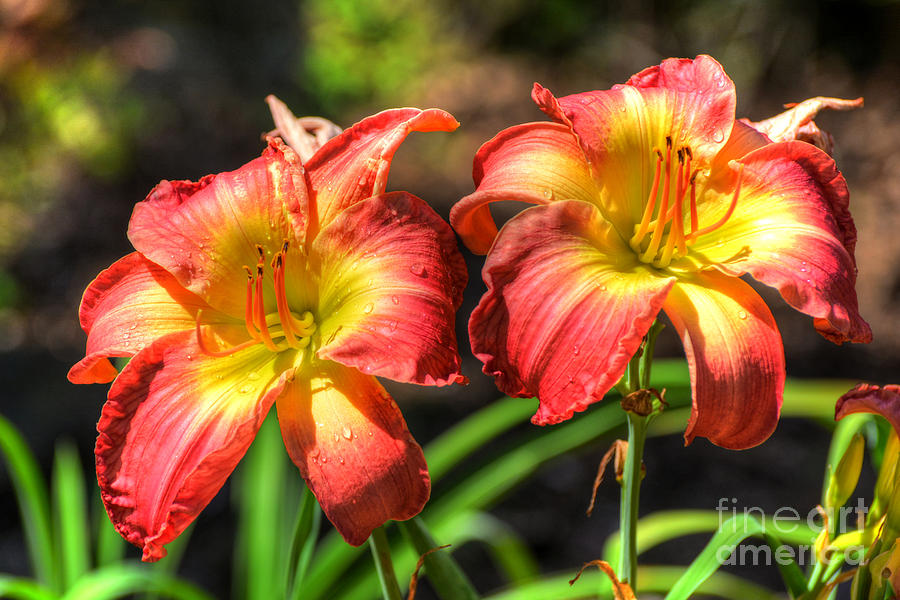 Twin Lilies Photograph by Kathy Baccari