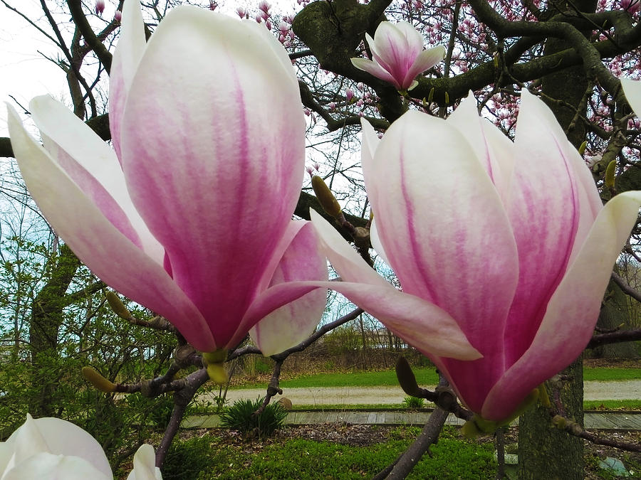Twin Magnolias Photograph by Shawna Rowe