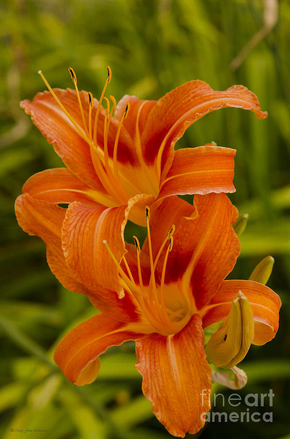 Twin Orange Trumpet Lilies Photograph by Mary Jane Armstrong