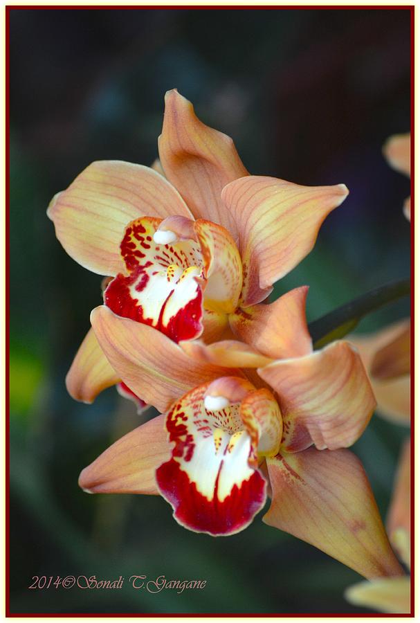 Twin Orchid  bloom Photograph by Sonali Gangane