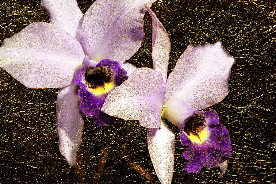 Twin Orchids Gold Leaf Photograph by Phyllis Denton