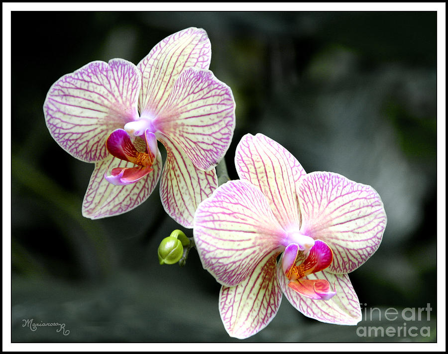 Twin Orchids Photograph by Mariarosa Rockefeller