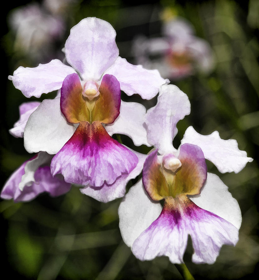 Twin Orchids Digital Art